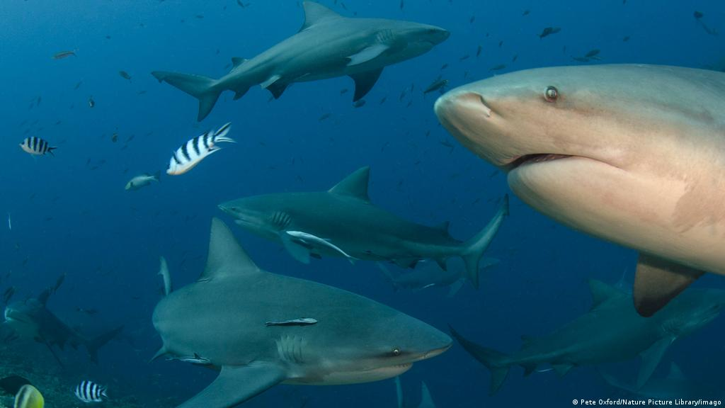 De 138,374 especies 38,543 se clasifican bajo amenaza