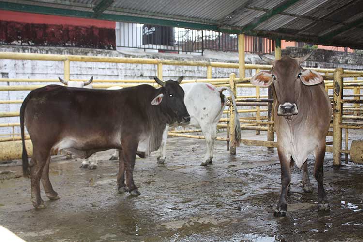 Capacitan a veterinarios poblanos para ubicar males exóticos