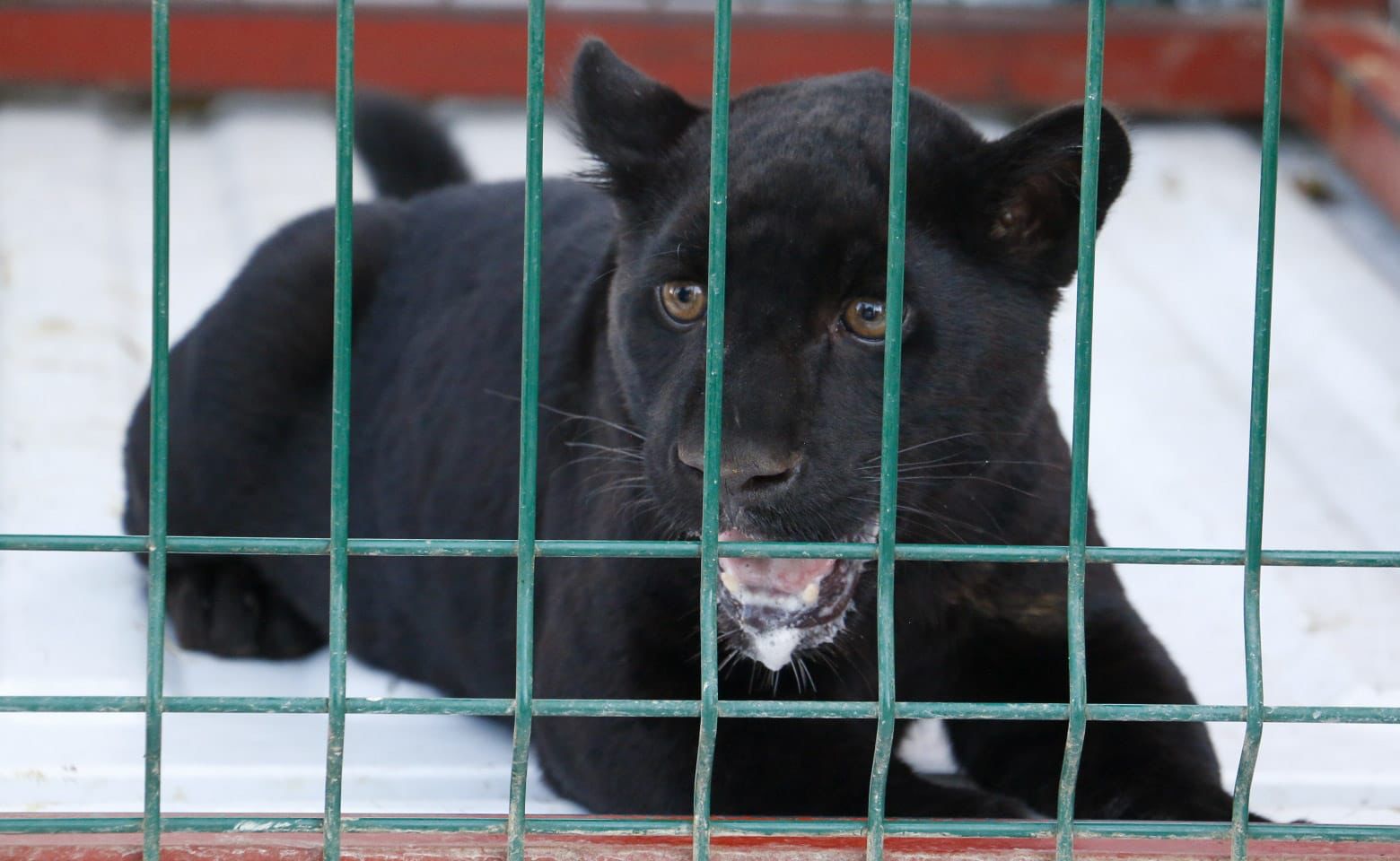 Son rescatados cachorros de tigre, pantera y león en Michoacán