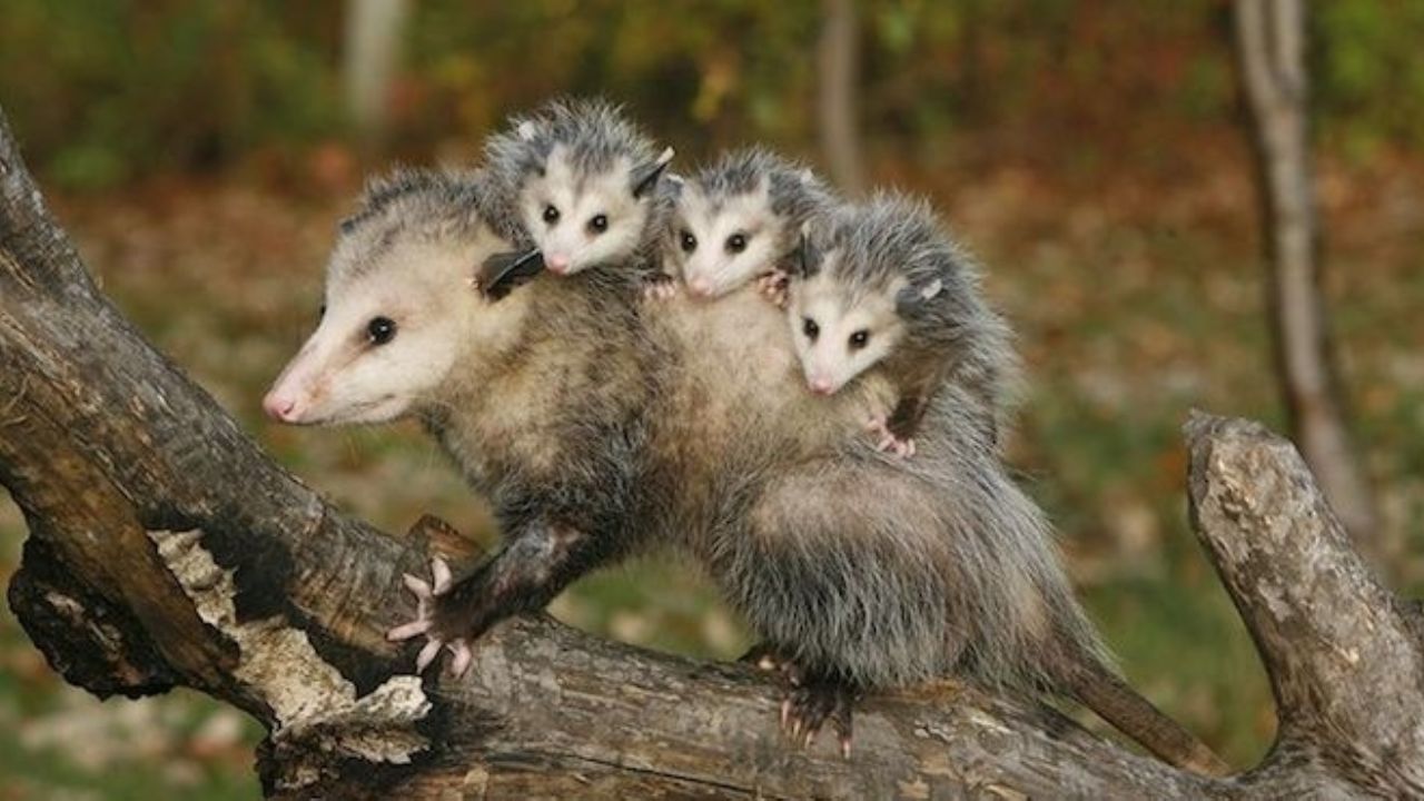 Tlacuache, el único marsupial mexicano pero peligro de extinción