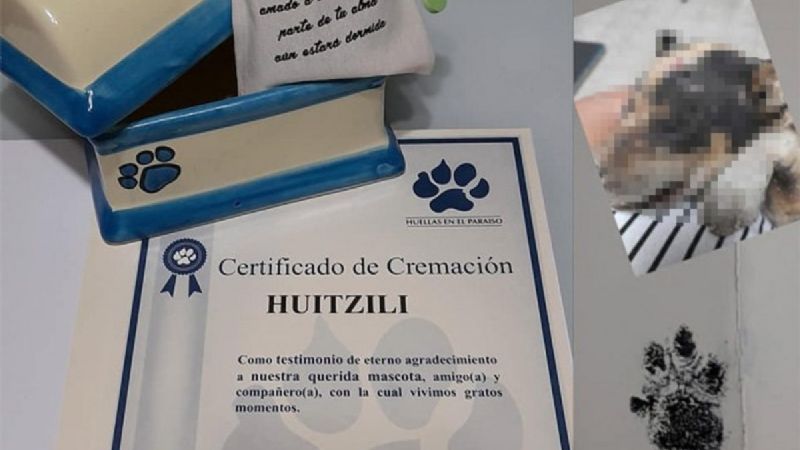 Adolescentes queman vivo a cachorro de tres meses en Guanajuato