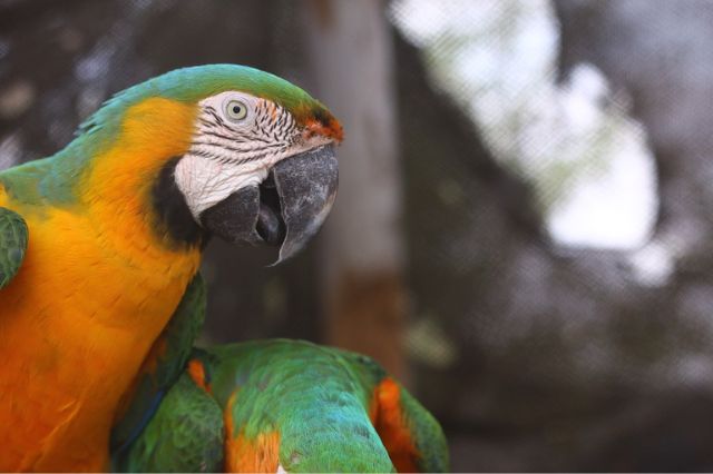 Profepa pide no regalar fauna silvestre en Navidad: campaña 