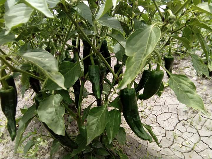 Miahuatlán tiene lista producción para chiles en nogada