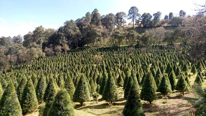 Tlahuapan busca vender más  de 20 mil árboles navideños
