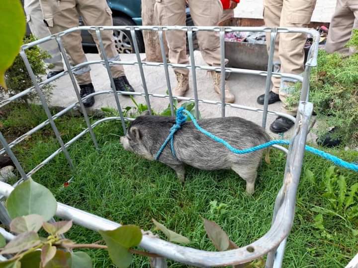 Sorprende jabalí deambulando por calles de Tehuacán