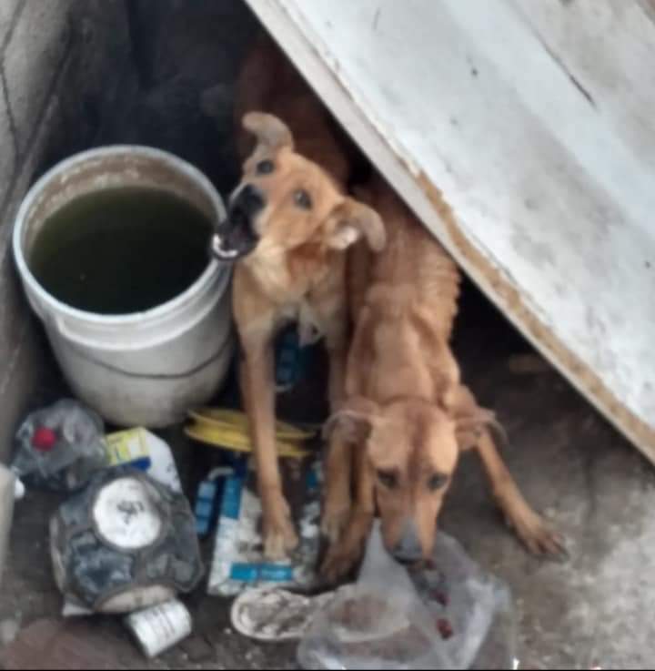 Denuncian ante Contraloría a Bienestar animal de Tehuacán
