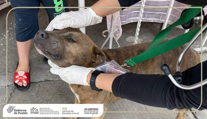 Instituto de Bienestar Animal incauta perros maltratados en Tehuacán