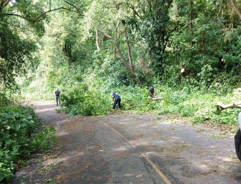 Lluvias tiran árboles en la carretera federal México-Tuxpan
