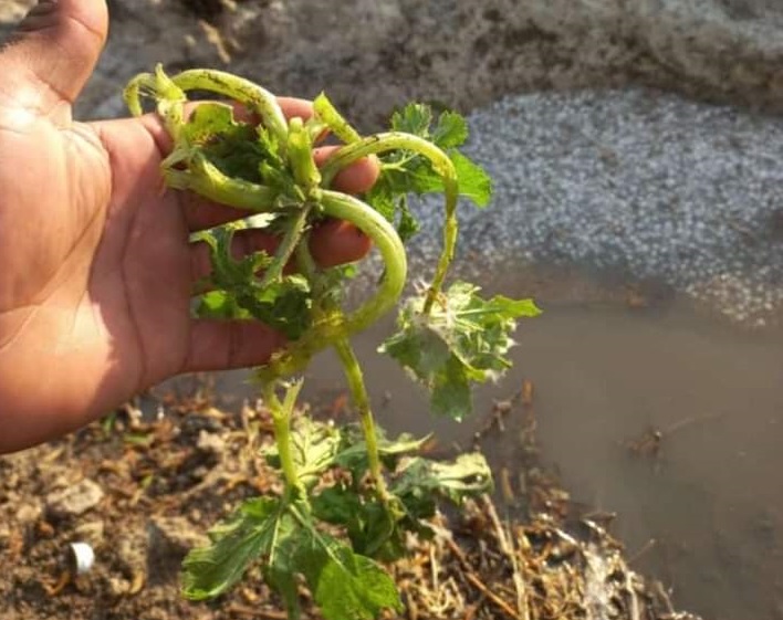 Granizada afecta cultivos e invernaderos en la región de Tehuacán