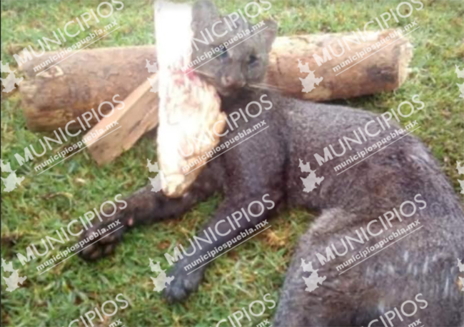 Denuncian caza ilegal de pantera o jaguarundi en Huauchinango