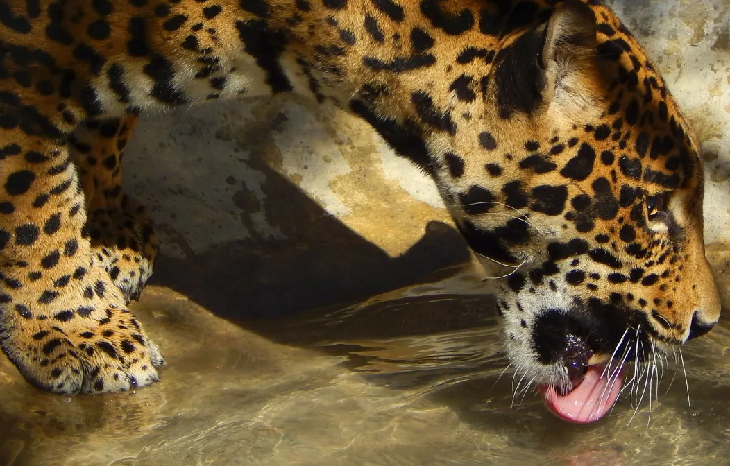 Suman ya 18 los felinos rescatados que llegan a Africam Safari