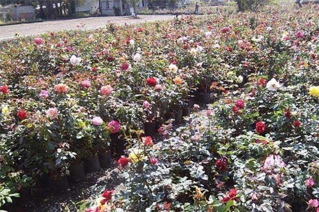 Expondrán 30 mil ejemplares florales durante la cuarta Feria de Flores y Plantas de Atlixco