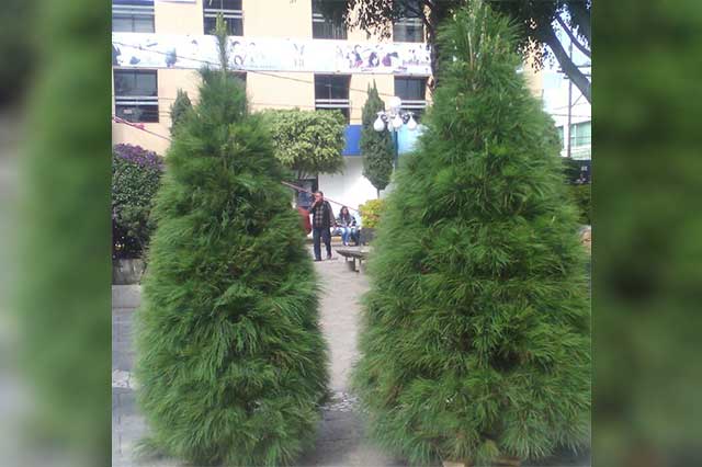 En diciembre silvicultores de Tlahuapan realizarán primera feria del árbol