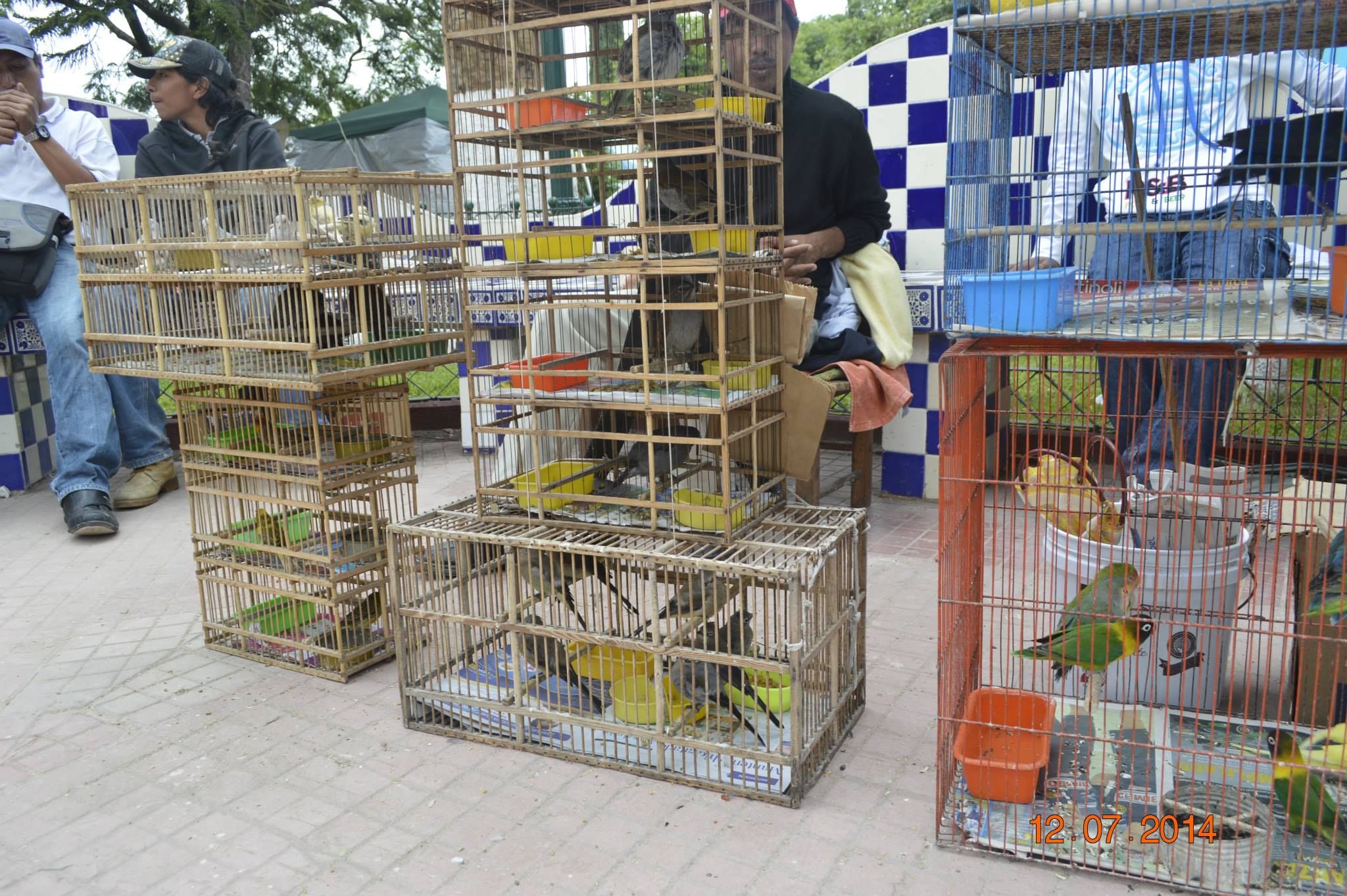  Estará prohibida la venta de Guacamayas, loros, cotorros en Feria de Tlacotepec 