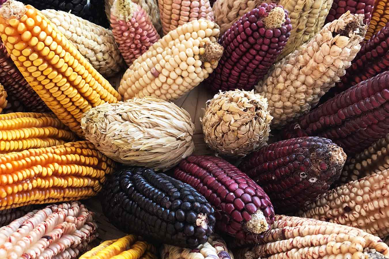 Presentan Fiesta del maíz en Tlaxcala