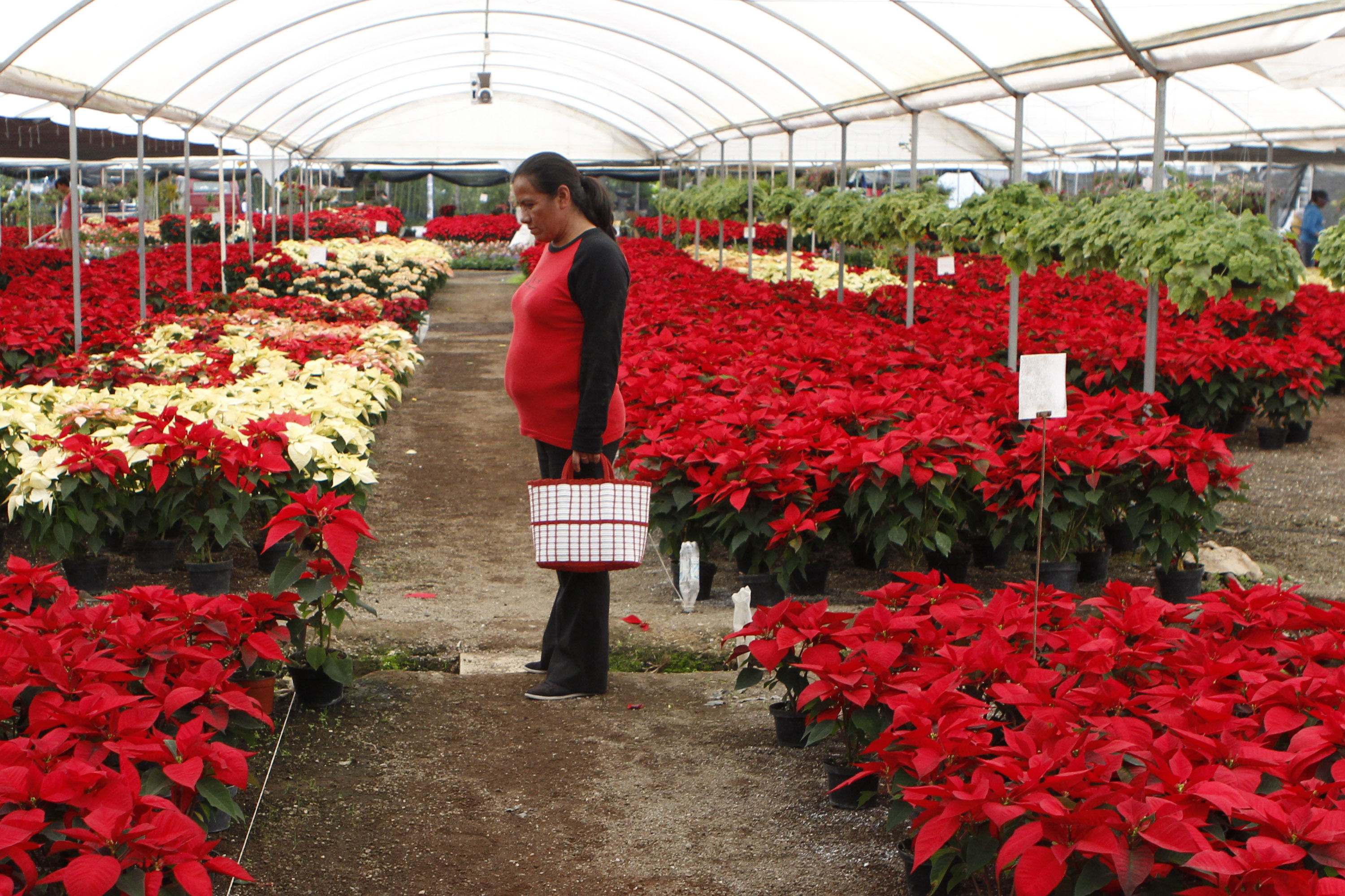 Arranca venta de la flor de Nochebuena en Atlixco