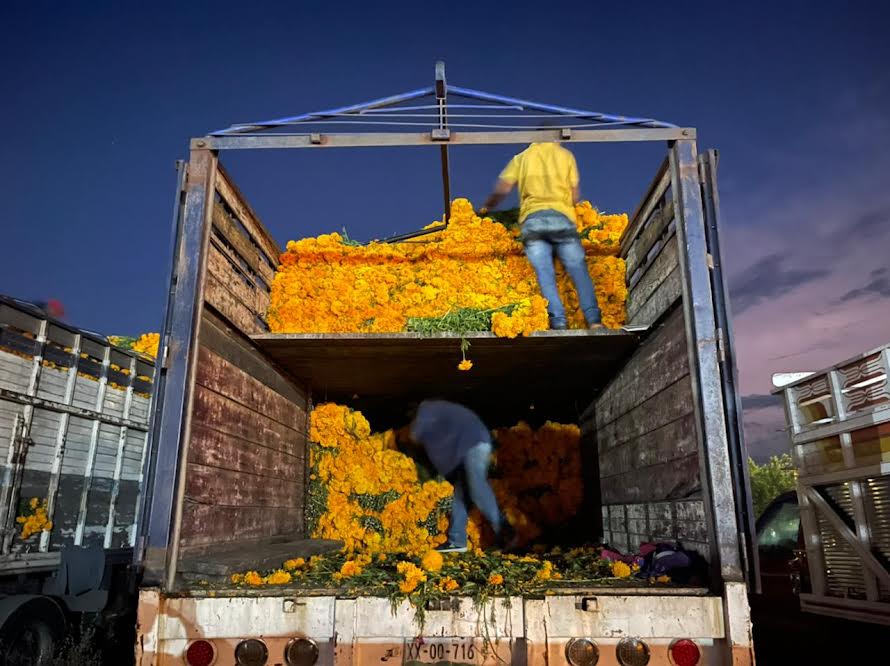 Atlixco se consolida como máximo productor de Flor de Muerto