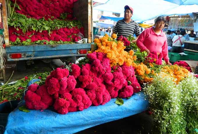 Venden flor de Cempasúchil que vive varios meses | Municipios Puebla |  Noticias del estado de Puebla