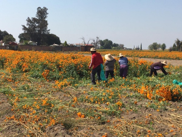 Temen productores de flor de cempasúchil en Cholula no tener ganancias