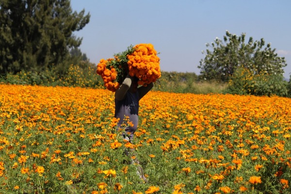 A cuenta gotas la venta de flor para Día de Muertos en Atlixco