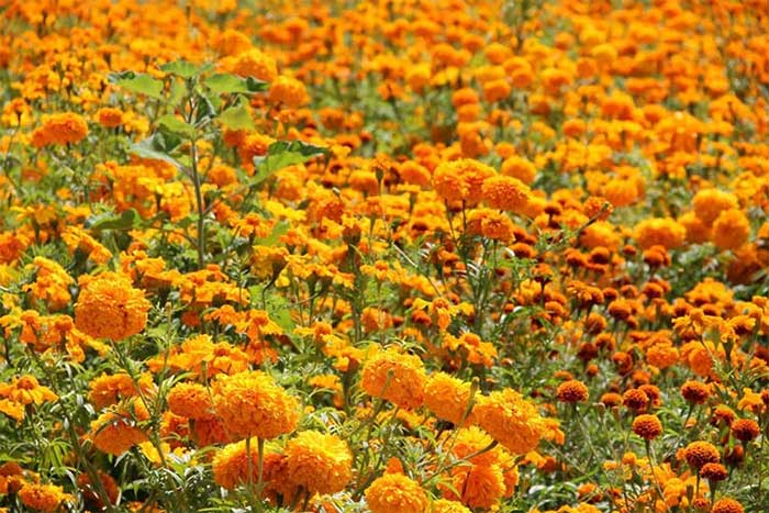 Más de 20 mil flores de cempazúchitl, de venta en Atlixco