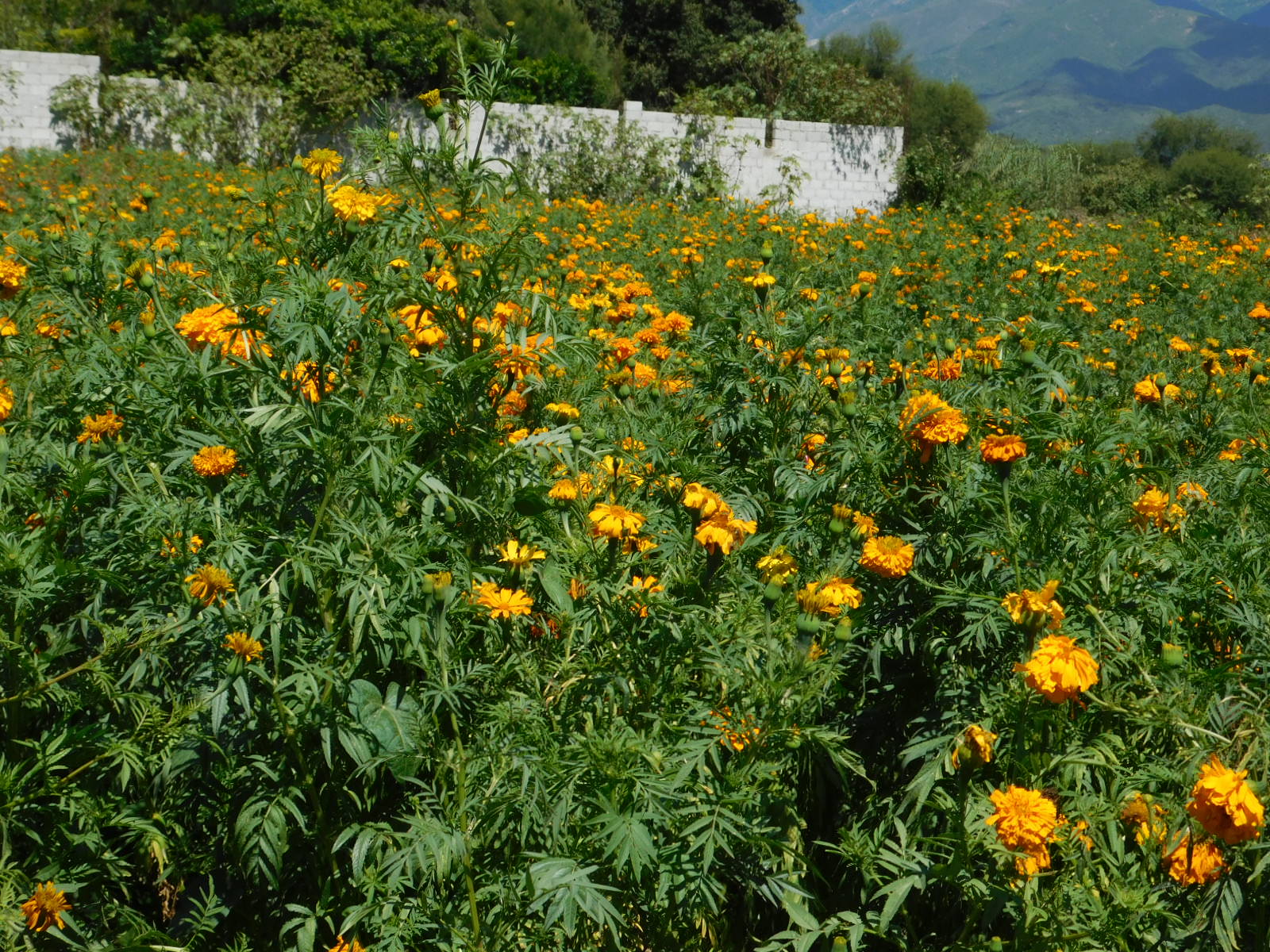 Bajan producción de flor de muerto en Tehuacán