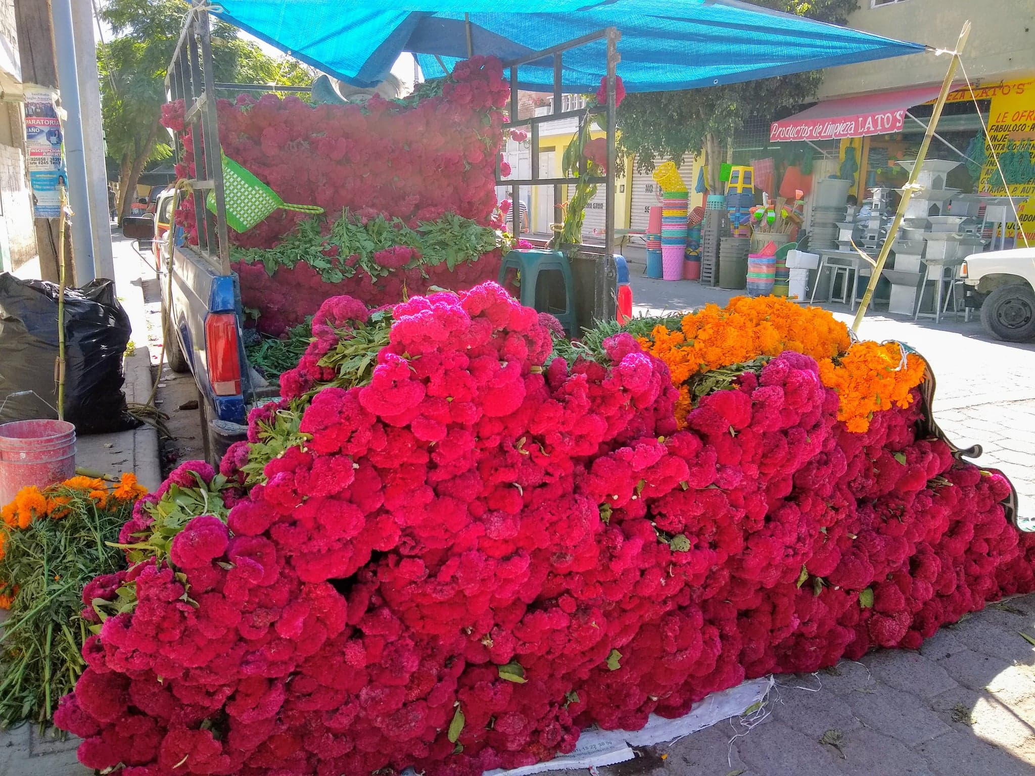 Aumenta precio de la flor de cempasúchil en Tehuacán por poca producción 