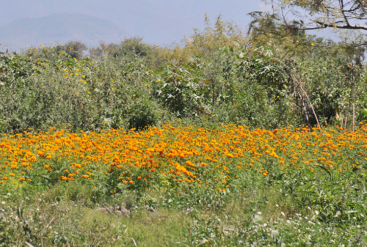 Reducen siembra de flor de muerto por temor de no vender por pandemia