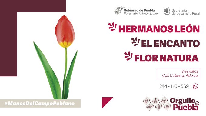 Productores de flores de Puebla están listos para ventas este 14 de febrero