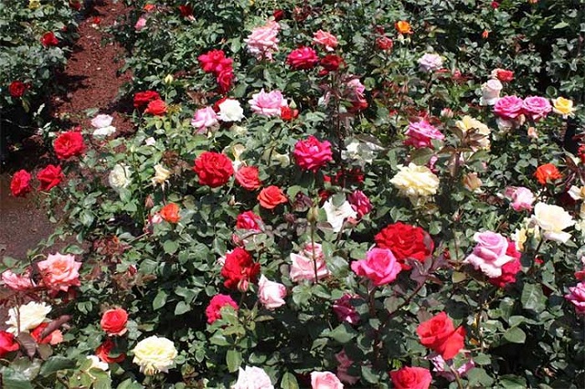 Vendida la producción de rosas de Atlixco para el 10 de Mayo