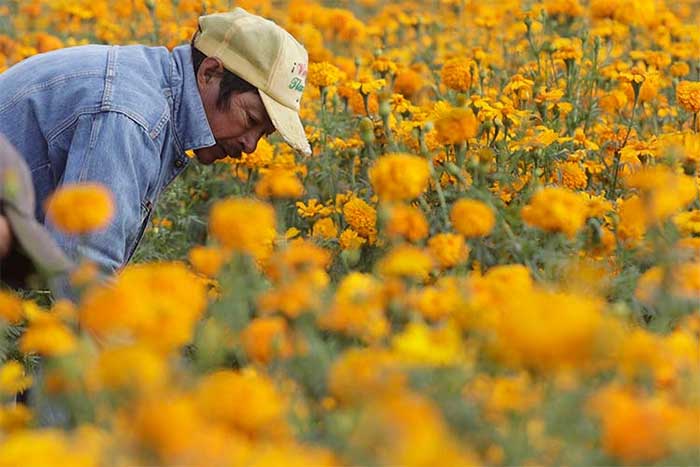 San Pedro venderá 3 mil 800 toneladas de flor de muerto