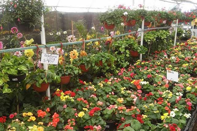 Comercializará Atlixco 30 mil plantas en Feria de las Flores 2015