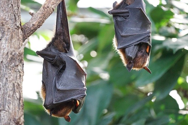 Murciélagos de Tailandia son investigados para encontrar origen de Covid19
