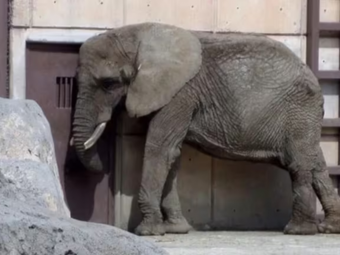Ahora el grito de ayuda es por la elefanta Ely