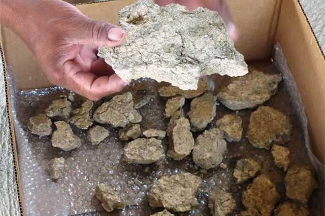 Analizará INAH fósil de armadillo hallado en San Juan Raya