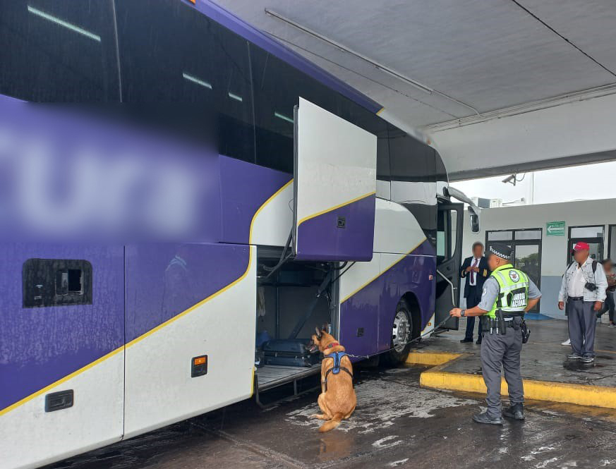 Binomio canino de la GN detecta maleta con narcóticos en autobús de pasajeros
