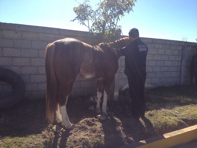 Caballos robados en Texmelucan son hallados rumbo a Azumbilla