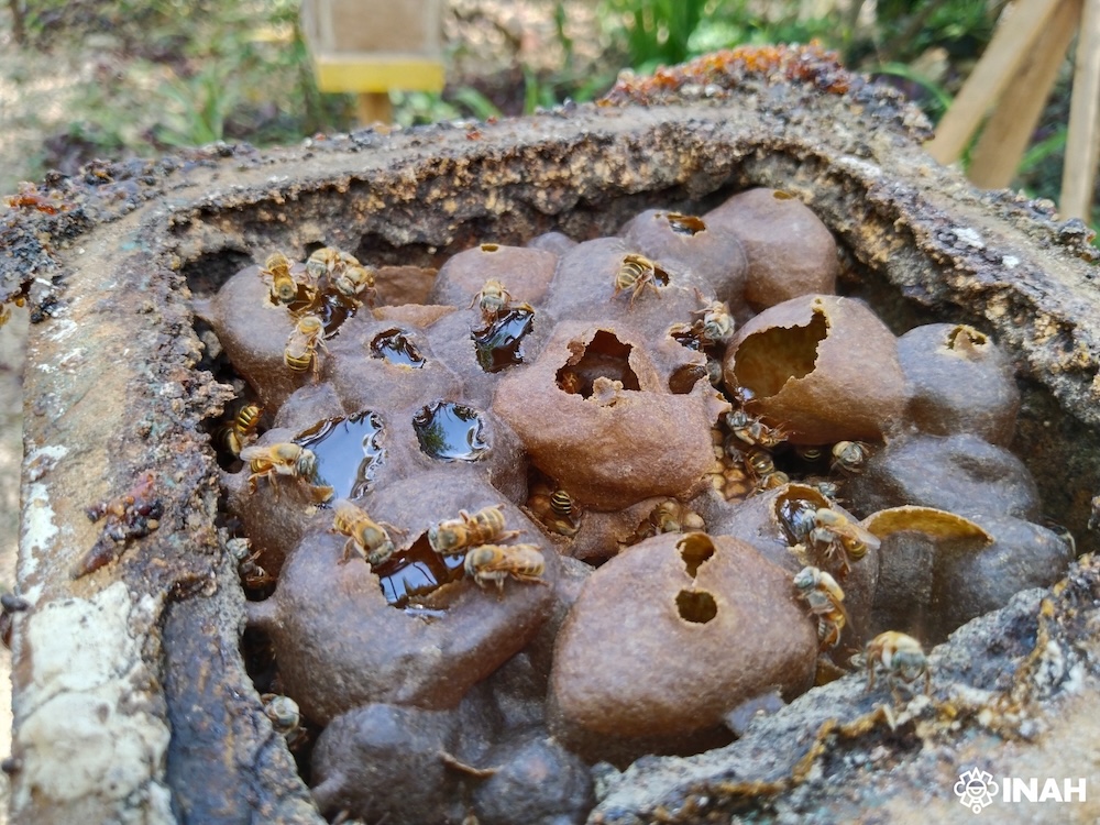 En Quintana Roo pervive la dulce tradición de la meliponicultura prehispánica