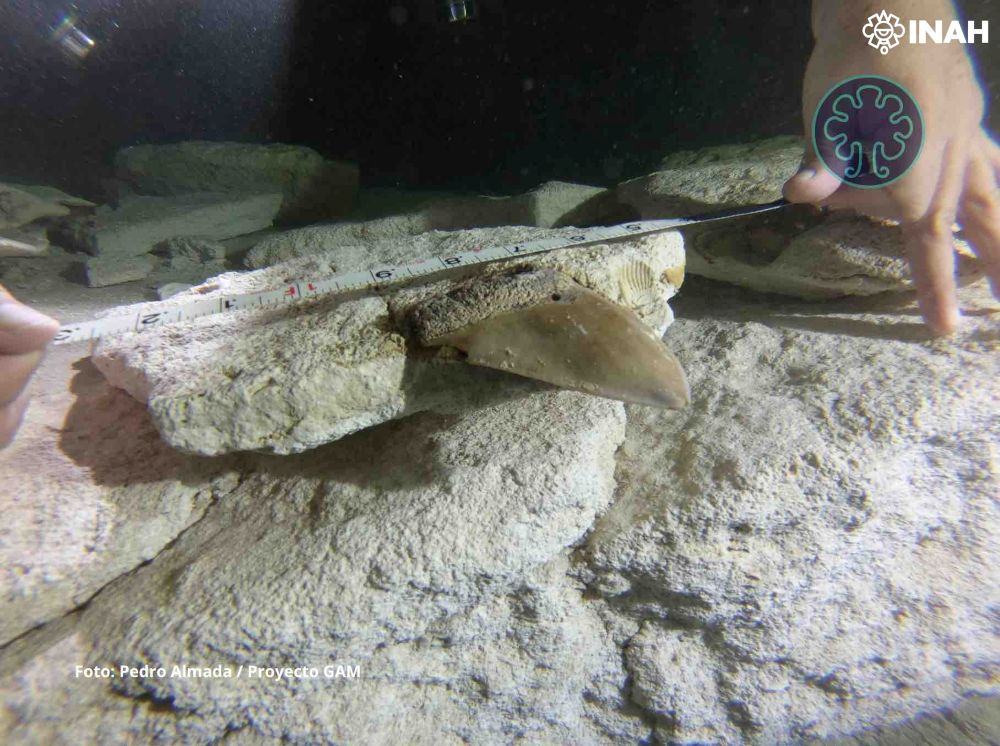 Exhiben dientes de megalodón encontrados en cenote de Quintana Roo