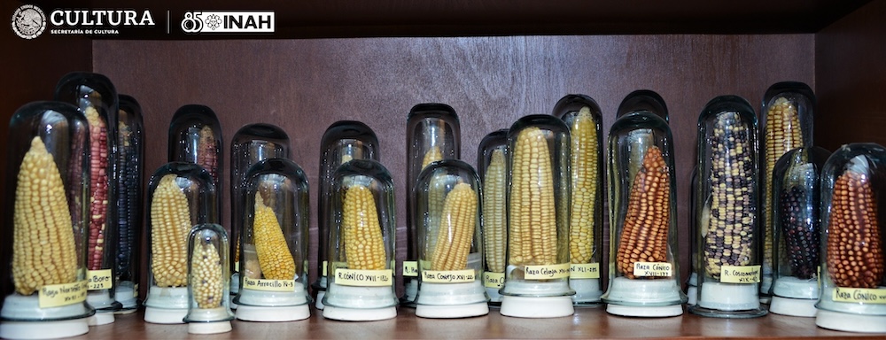 Piden investigadores del INAH defender maíces originarios de México
