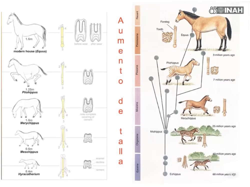 Evolución del caballo se dio en América, no en Europa, revelan registros paleontológicos