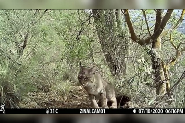 Colocarán más de 20 cámaras en la Reserva de la Biosfera para monitoreo biológico 