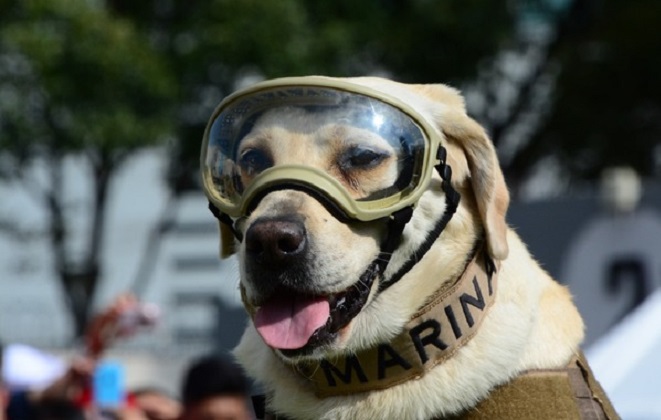 ¡Hasta siempre Frida!, la perrita rescatista de México