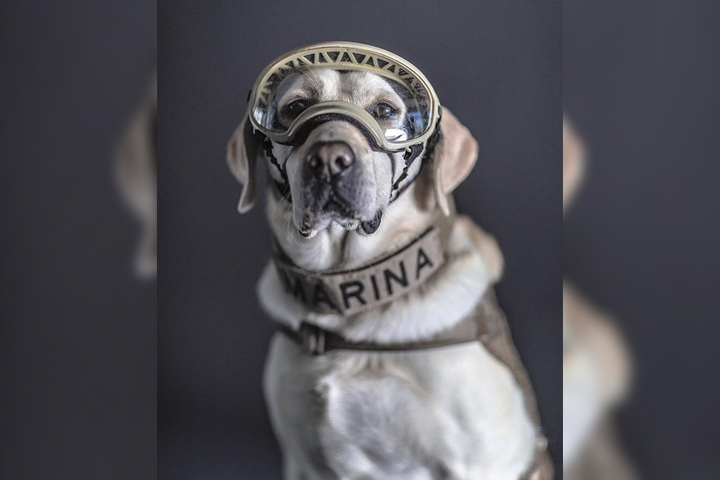 Se retira Frida, la perrita labrador rescatista