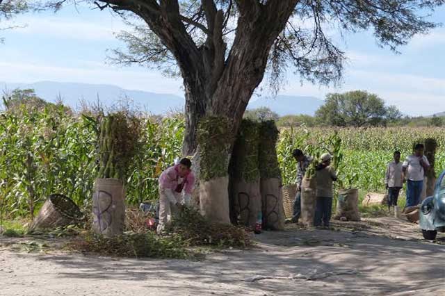 Afecta frío árboles frutales en Nicolás Bravo y Cañada