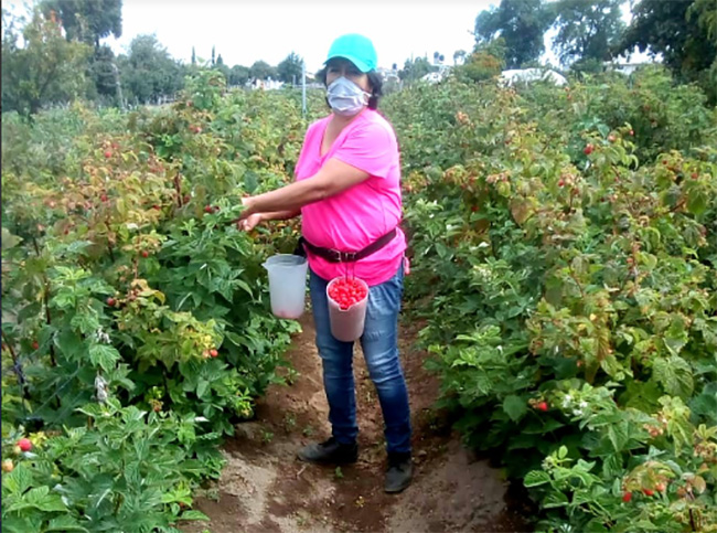 Por Covid 70% de producción de frutos rojos en Huejotzingo se perdió