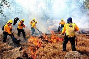 Van 255 incendios forestales en lo que va del año