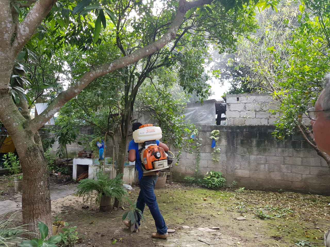 Peligran naranjos en Huasteca Poblana por insecto Diaphorina Citri