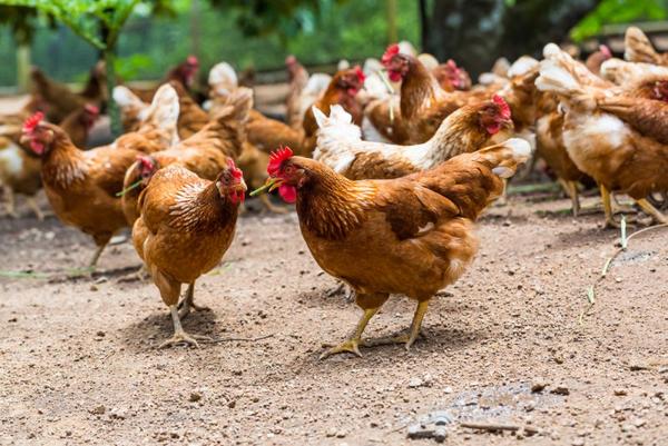 Primer caso de humano de gripe aviar H5 en EU