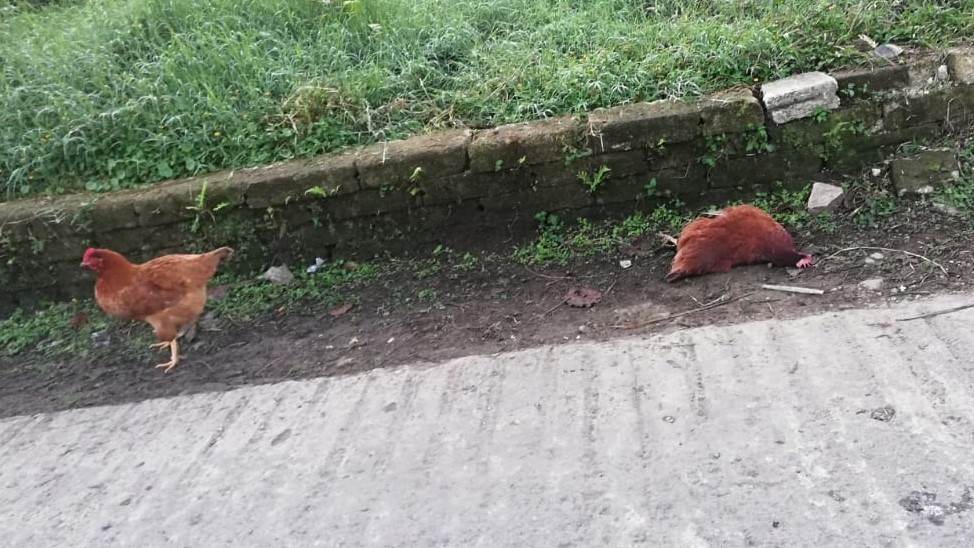 Envenenan perros, gatos y hasta gallinas en Xicotepec